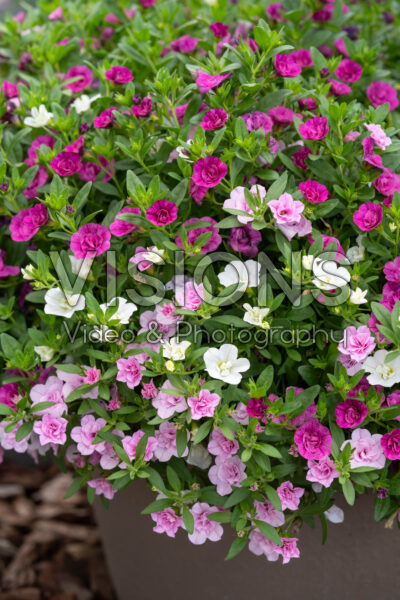 Calibrachoa parviflora Cabaret® Double MixMasters® Pink Ballet Calibrachoa parviflora Cabaret® Double MixMasters® Pink Ballet