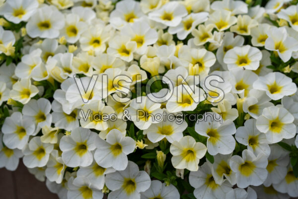 Calibrachoa parviflora Cabaret® Early Lemon Frost Calibrachoa parviflora Cabaret® Early Lemon Frost
