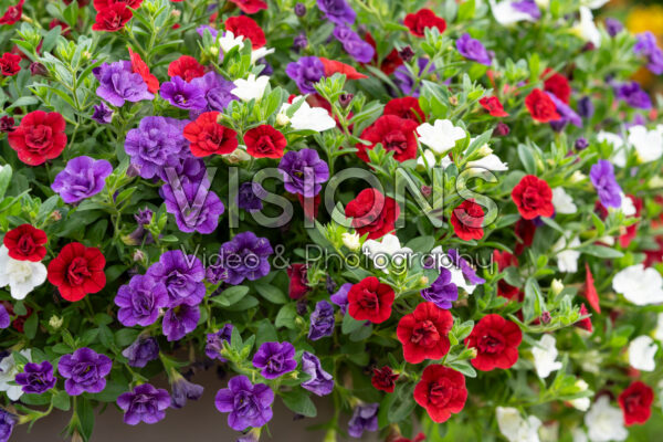 Calibrachoa parviflora Cabaret® Double MixMasters® Red Cancan Calibrachoa parviflora Cabaret® Double MixMasters® Red Cancan