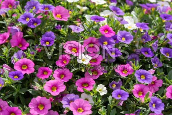 Calibrachoa parviflora Cabaret® MixMasters® Laguna Early