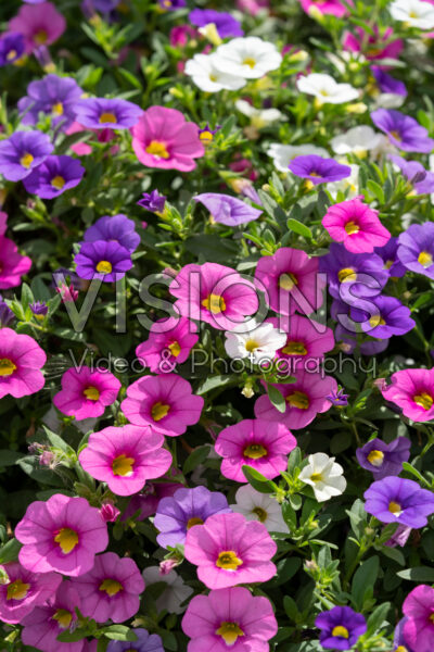Calibrachoa parviflora Cabaret® MixMasters® Laguna Early