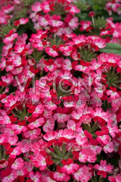 Verbena peruviana Vitessa Compact Red Bicolour Verbena peruviana Vitessa Compact Red Bicolour