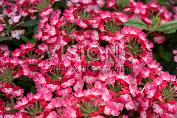 Verbena peruviana Vitessa Compact Red Bicolour