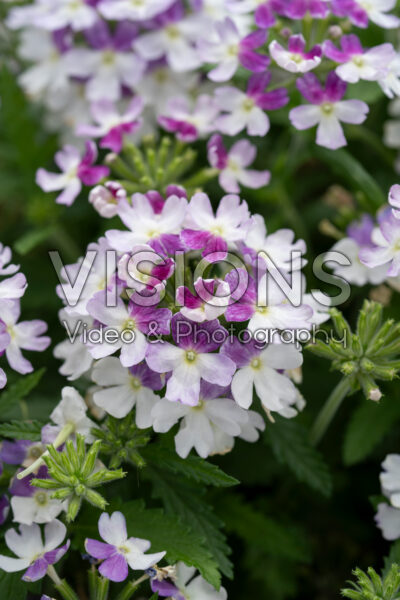 Verbena peruviana Vitessa Compact Burgundy Bicolour