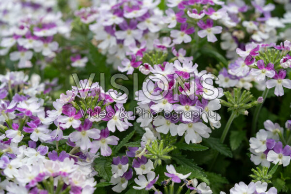 Verbena peruviana Vitessa Compact Burgundy Bicolour