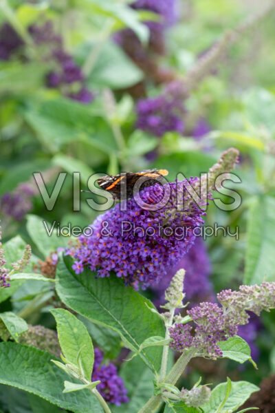 Butterfly on Buddleja flower