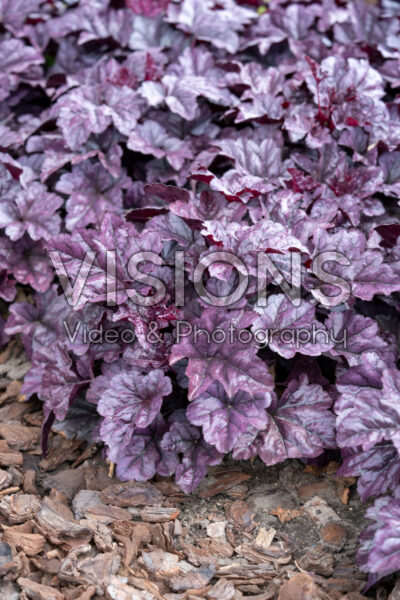Heuchera Wildberry