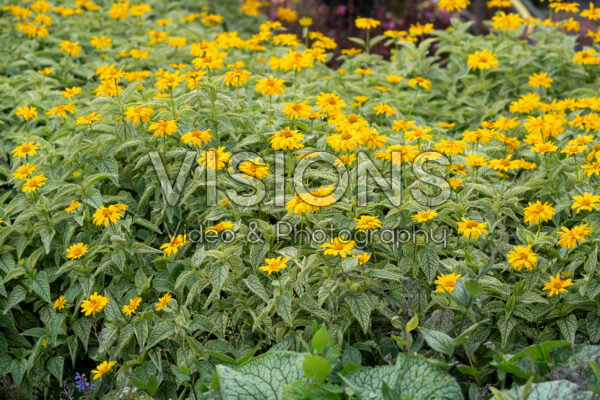 Heliopsis helianthoides Solar Flare