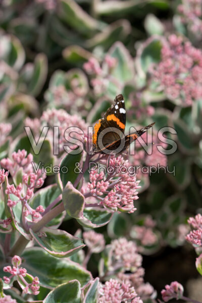 Sedum La Vie en Rose