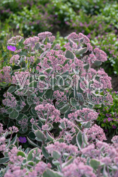 Sedum La Vie en Rose