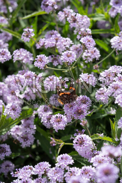 Verbena rigida Polaris Sky Blue