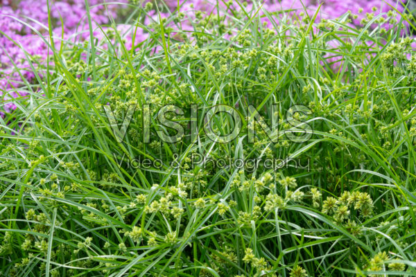 Cyperus glaber Abby
