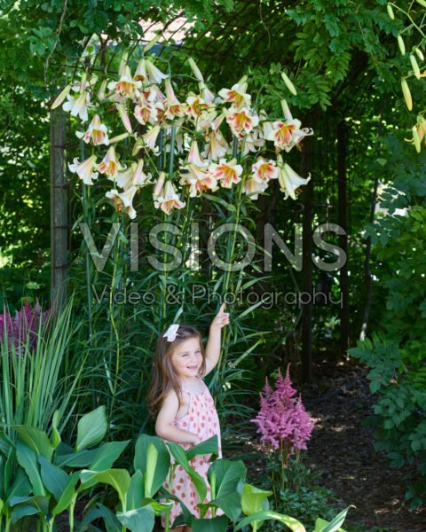 Lilium Passion Moon Lilium Passion Moon