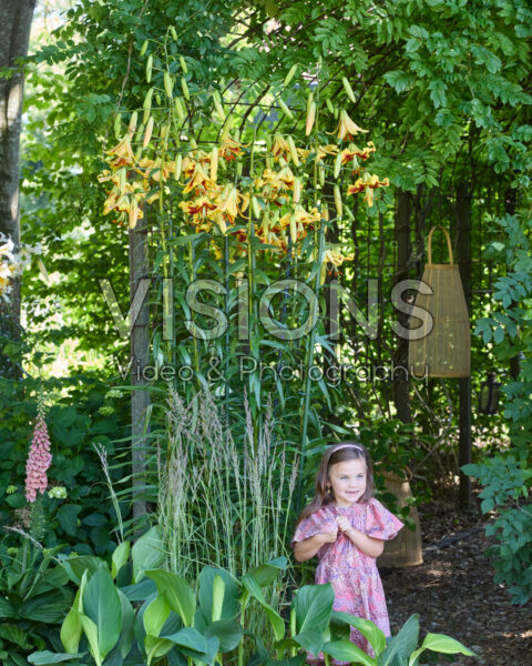 Lilium Robert Swanson
