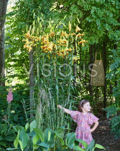 Lilium Robert Swanson