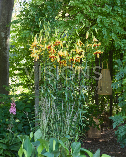 Lilium Robert Swanson