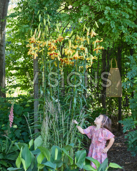Lilium Robert Swanson