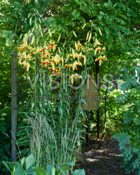 Lilium Robert Swanson