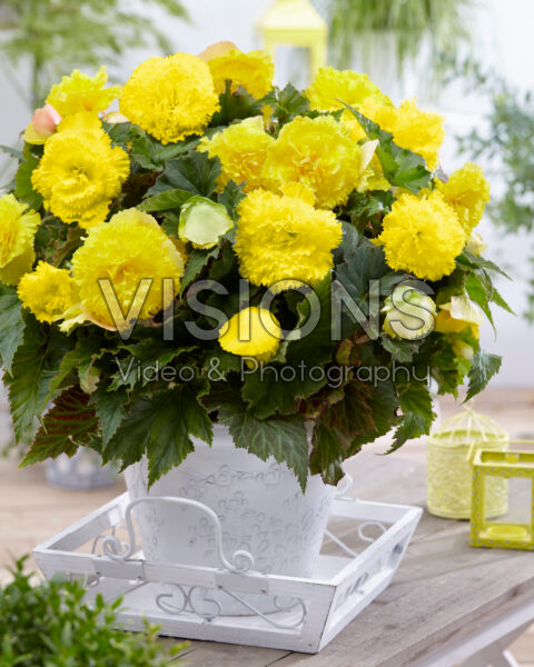 Begonia Fimbriata geel