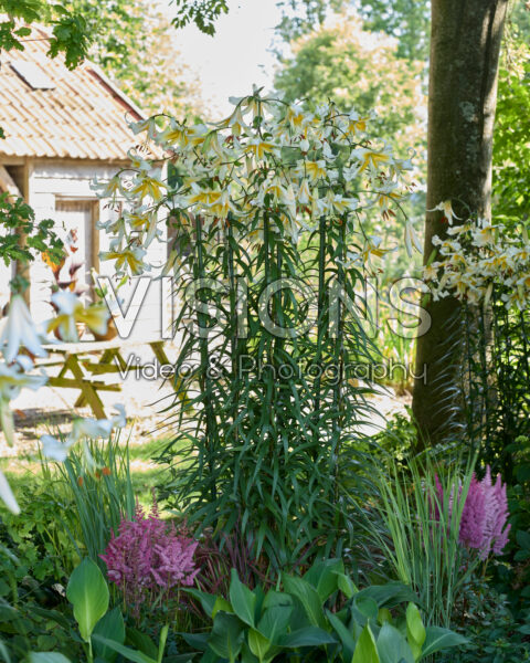 Lilium Mister Pistache