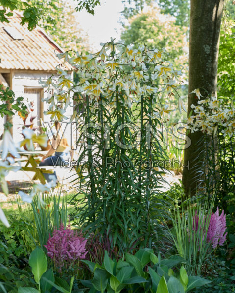 Lilium Mister Pistache