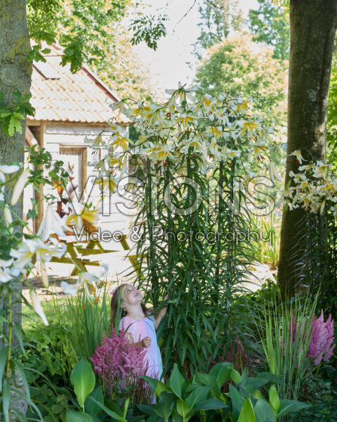 Lilium Mister Pistache