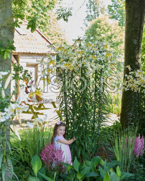 Lilium Mister Pistache