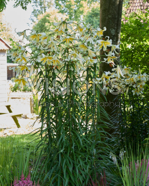 Lilium Mister Pistache Lilium Mister Pistache