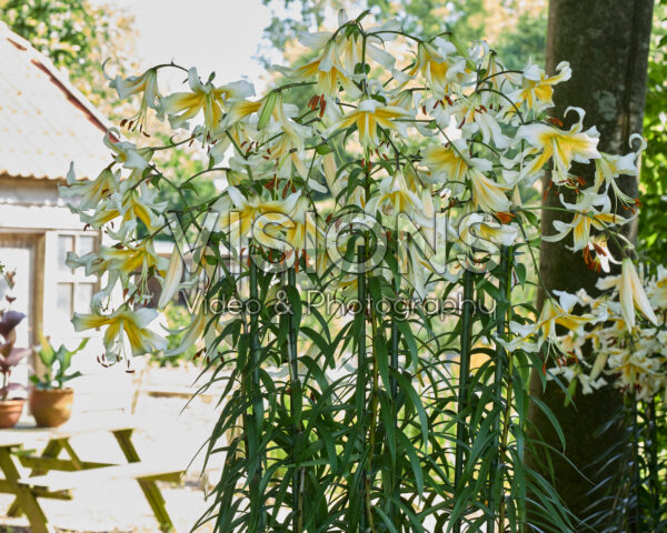 Lilium Mister Pistache