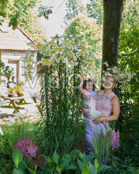 Lilium Mister Pistache Lilium Mister Pistache
