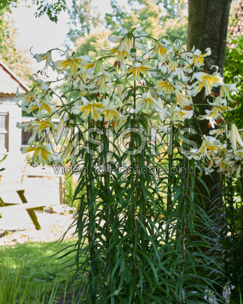 Lilium Mister Pistache Lilium Mister Pistache
