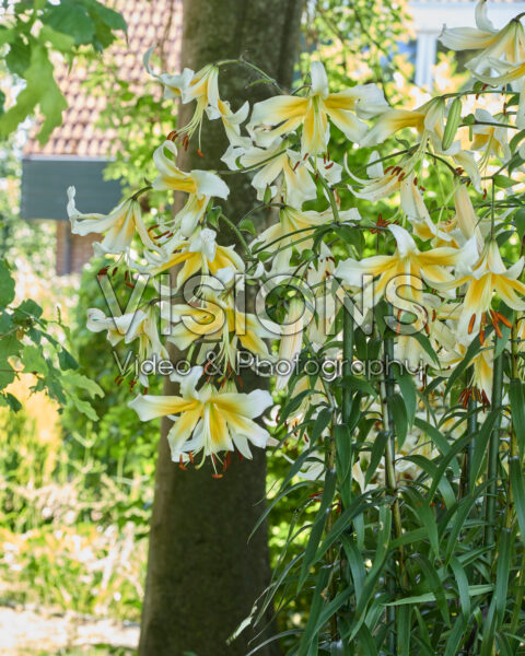 Lilium Mister Pistache