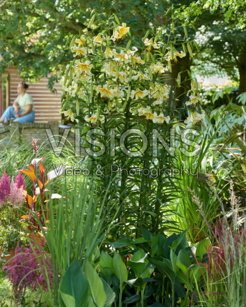 Lilium Mister Cas
