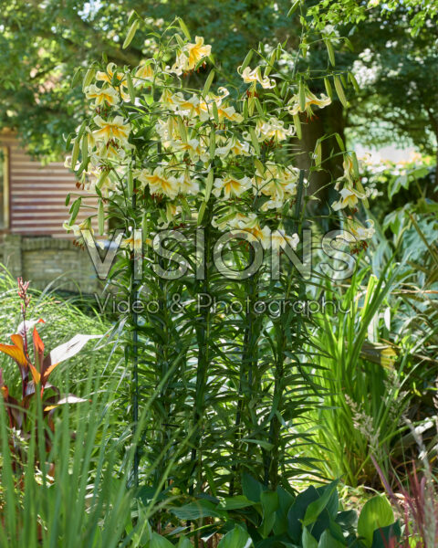 Lilium Mister Cas Lilium Mister Cas