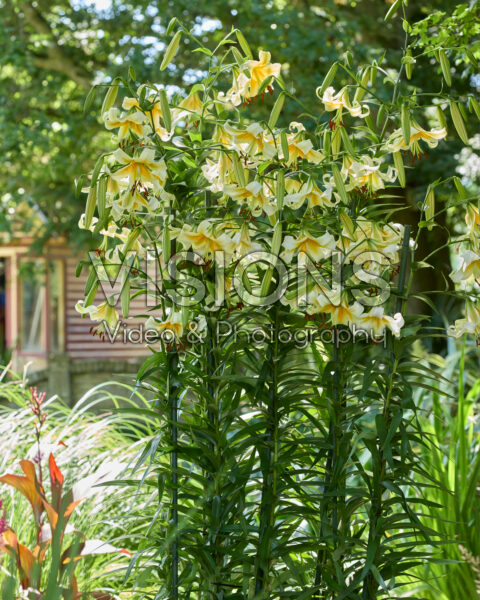 Lilium Mister Cas