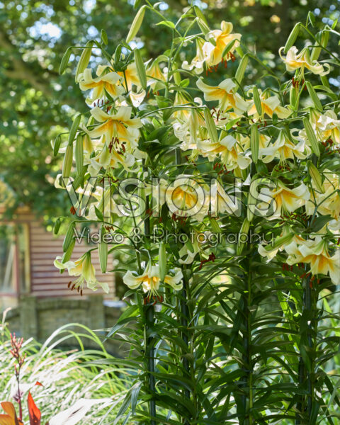 Lilium Mister Cas