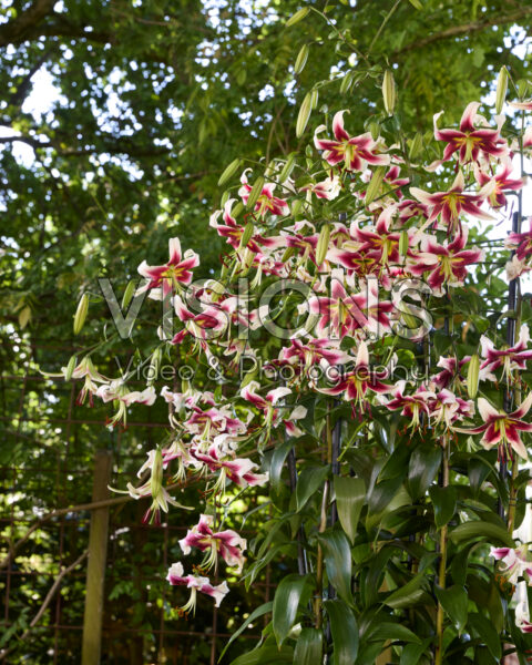 Lilium Leslie Woodriff Lilium Leslie Woodriff