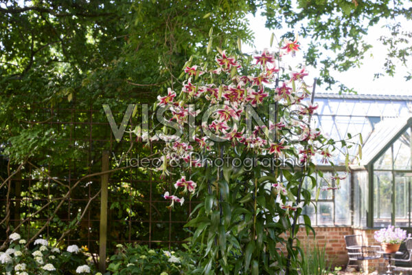 Lilium Leslie Woodriff