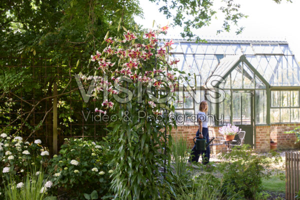 Lilium Leslie Woodriff Lilium Leslie Woodriff