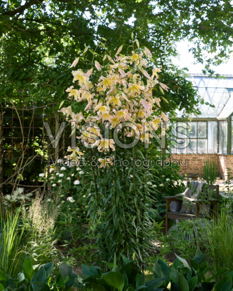 Lilium Elusive Lilium Elusive