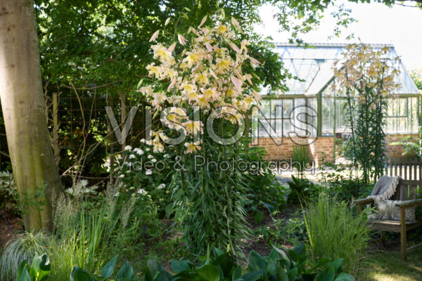 Lilium Elusive