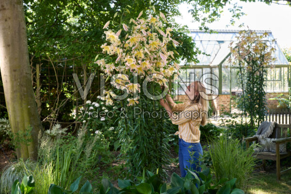 Lilium Elusive