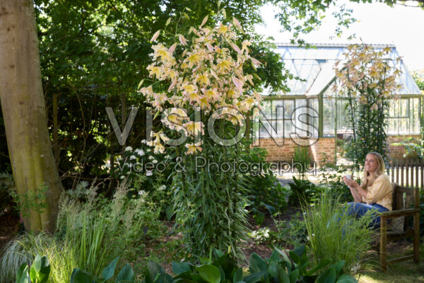 Lilium Elusive