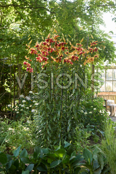 Lilium Red Morning