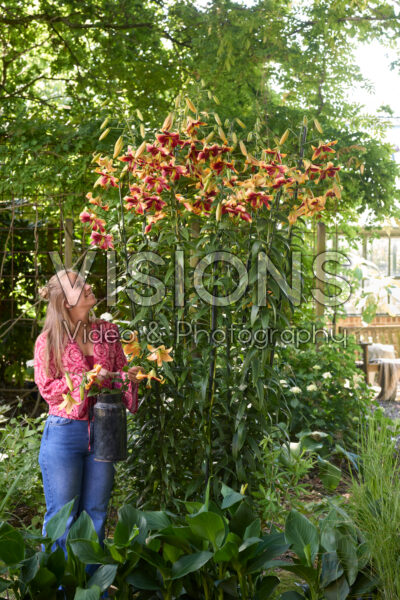 Lilium Red Morning Lilium Red Morning