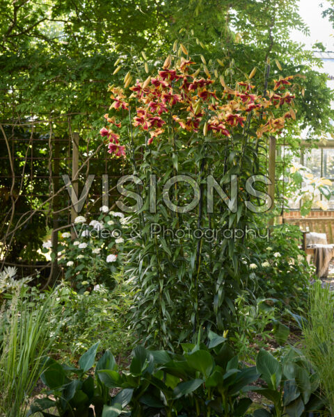 Lilium Red Morning