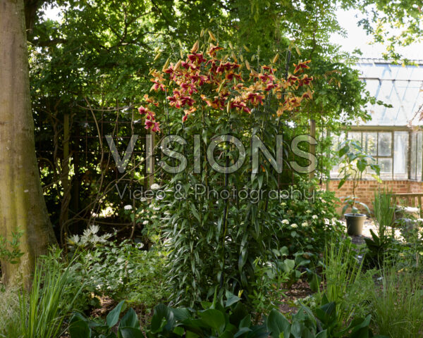 Lilium Red Morning