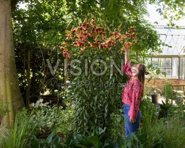 Lilium Red Morning Lilium Red Morning