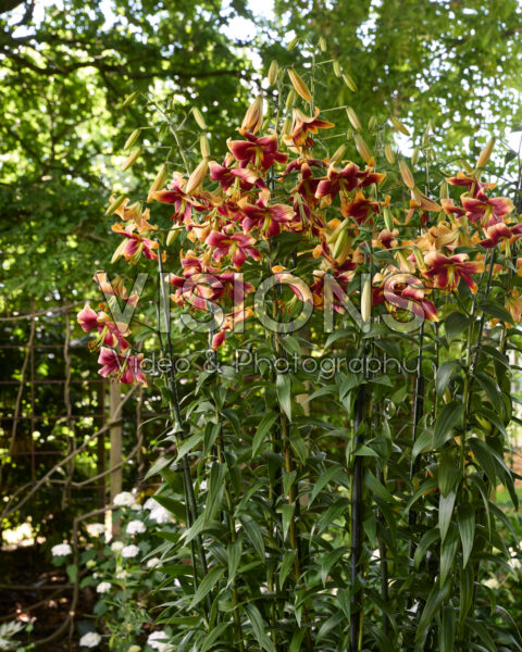 Lilium Red Morning Lilium Red Morning