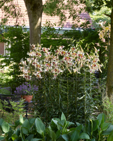 Lilium Beverly Dreams